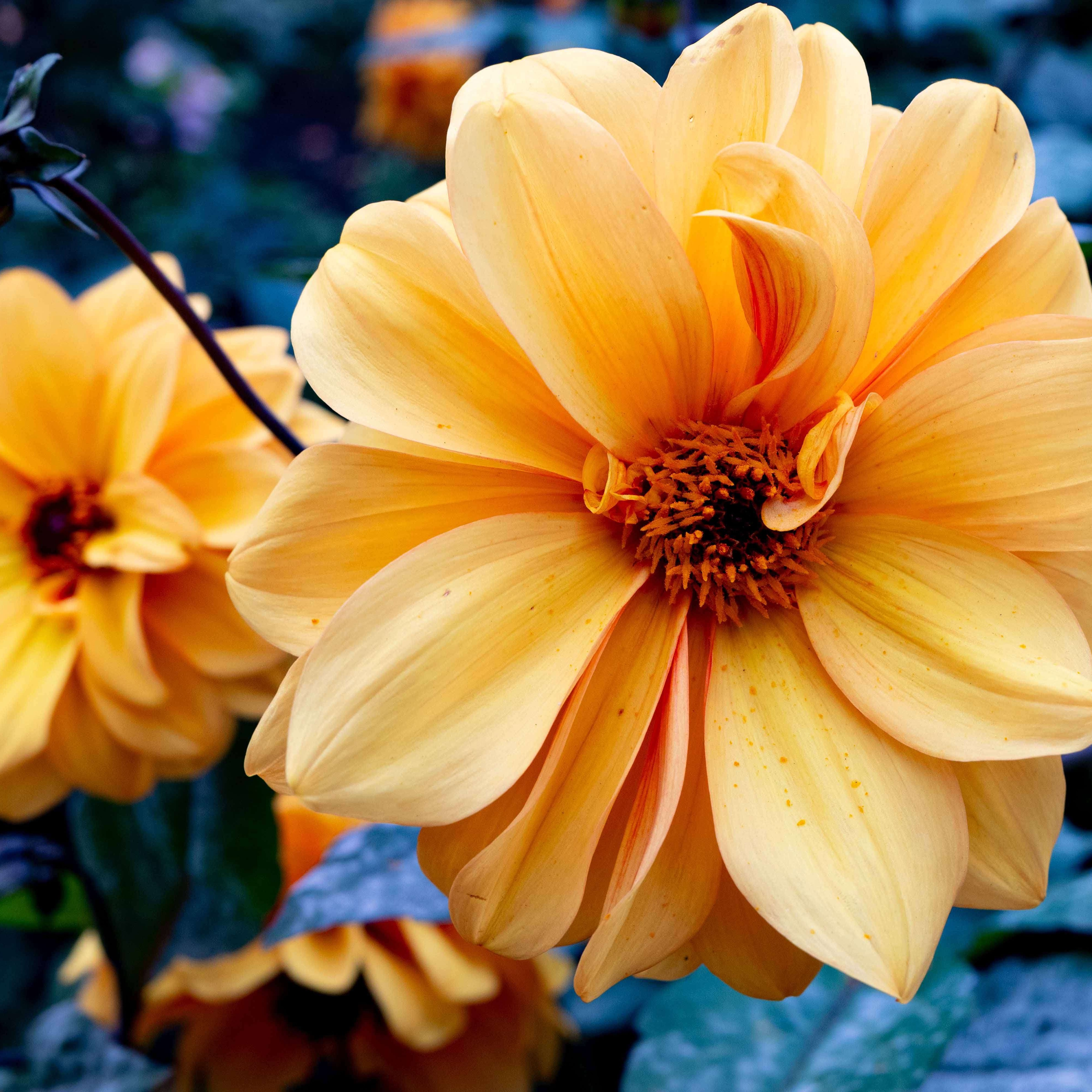 Mobirise Website Builder