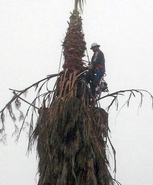 palmtreetrim