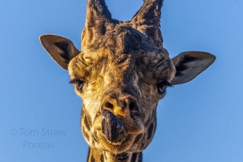 Giraffe