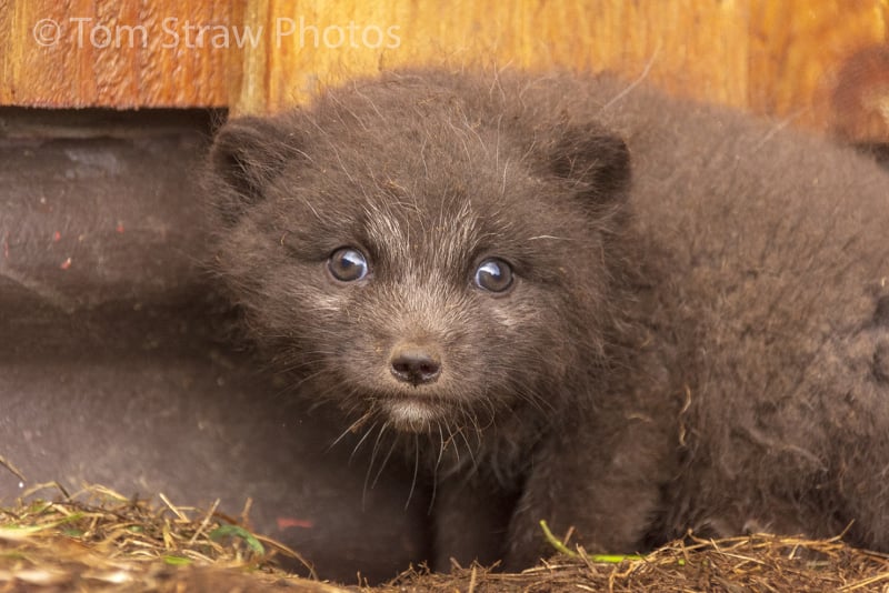 Arctic Fox