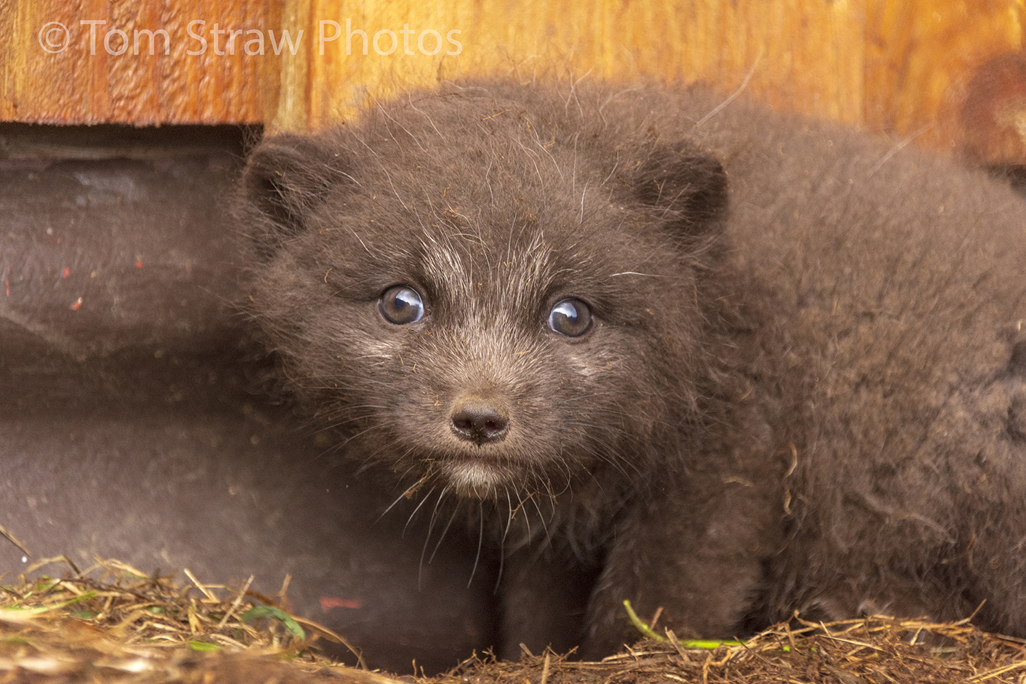 Arctic Fox