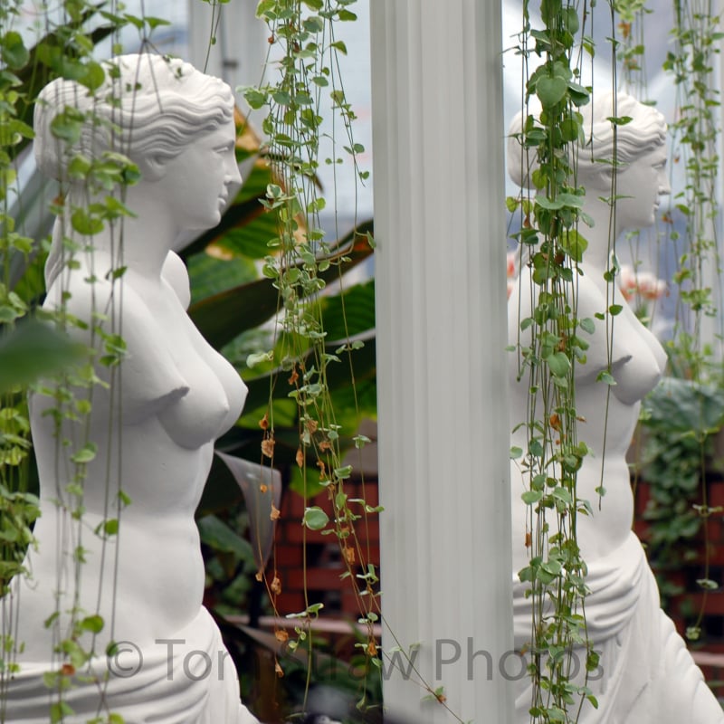 Phipps