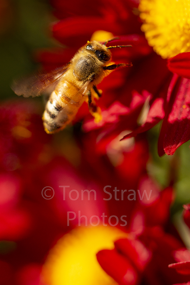 Bee