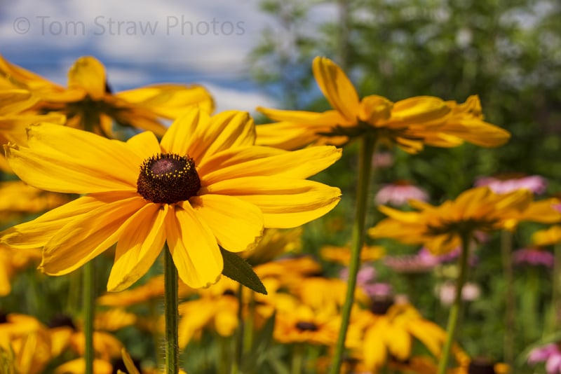 Flowers