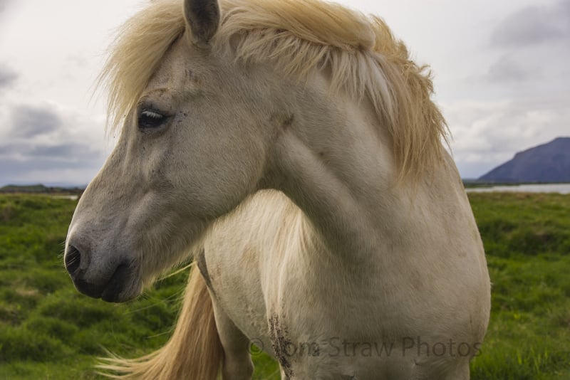 Wild Horse 1