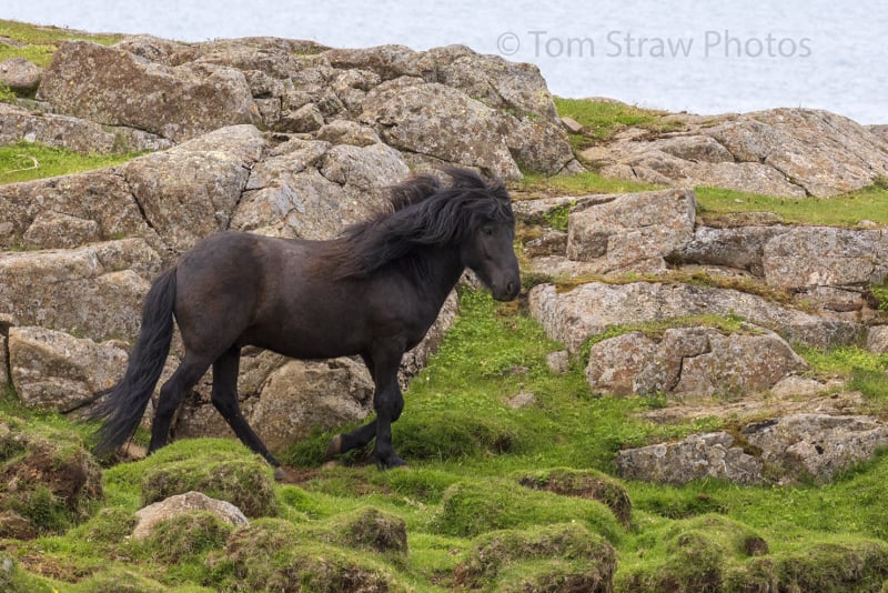 Wild Horse