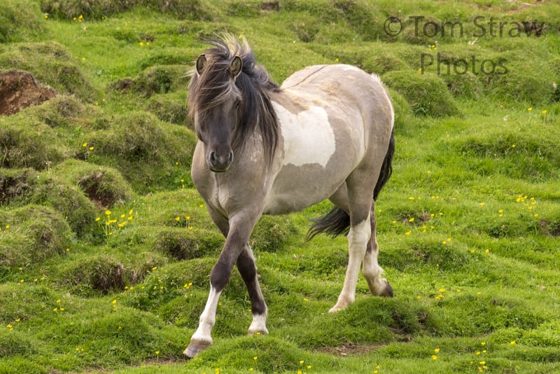 Wild Horse