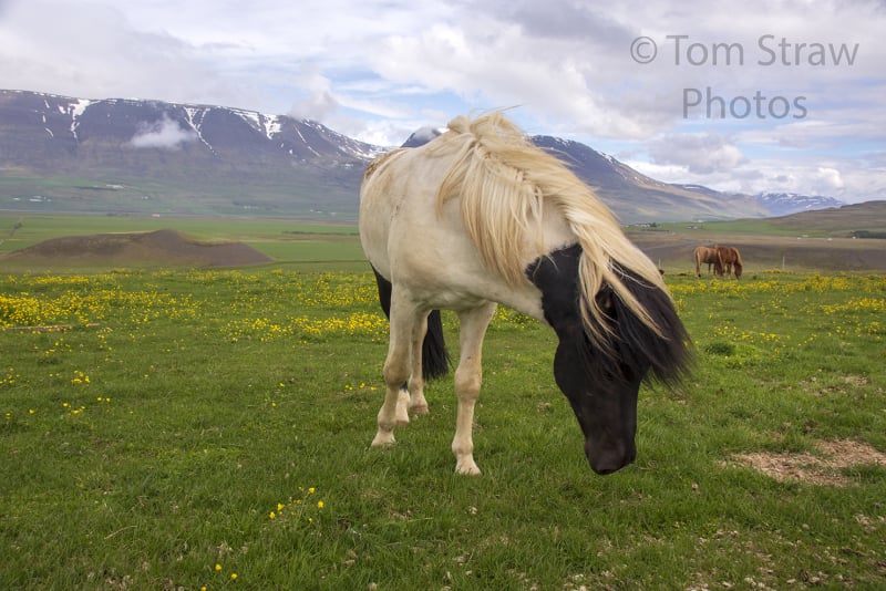 Wild Horse
