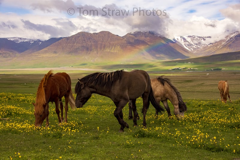 Wild Horses