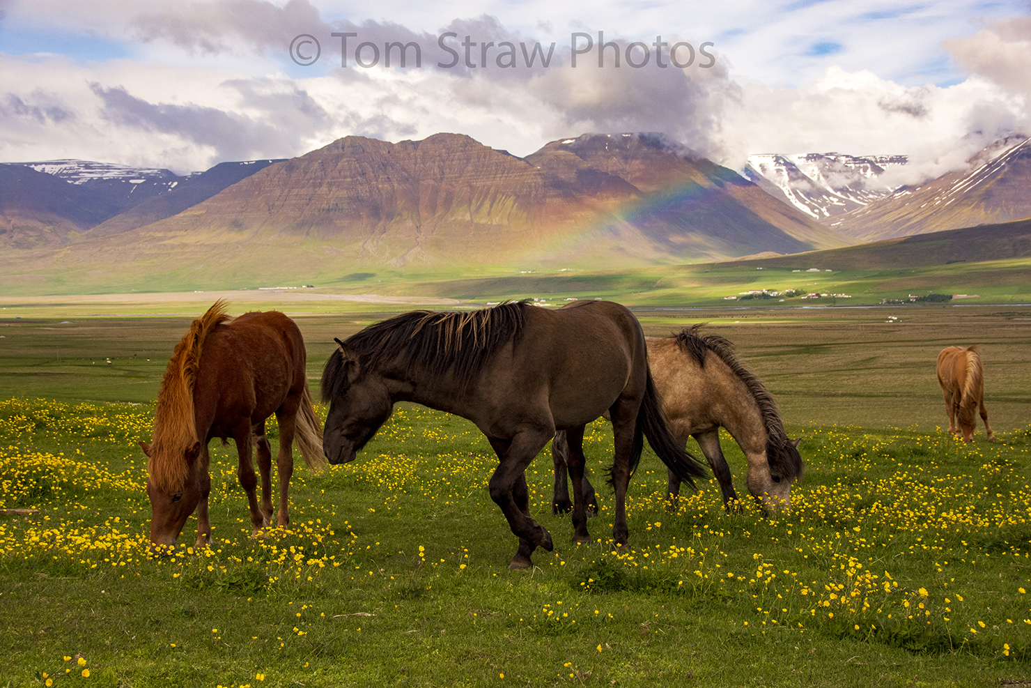 Wild Horses