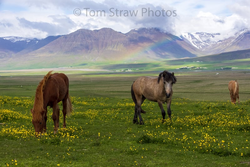Wild Horses
