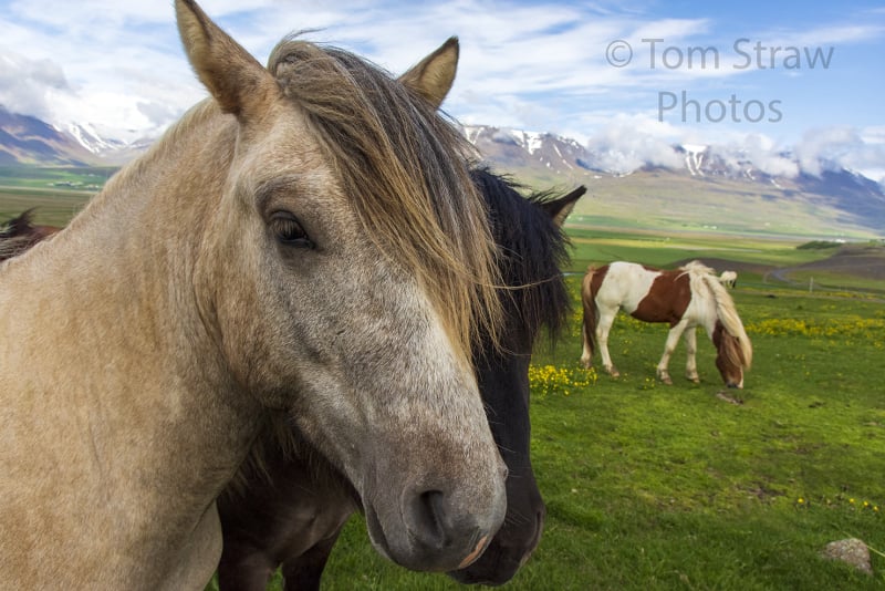 Wild Horses