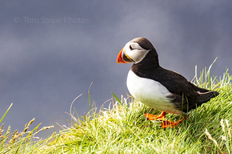Puffin