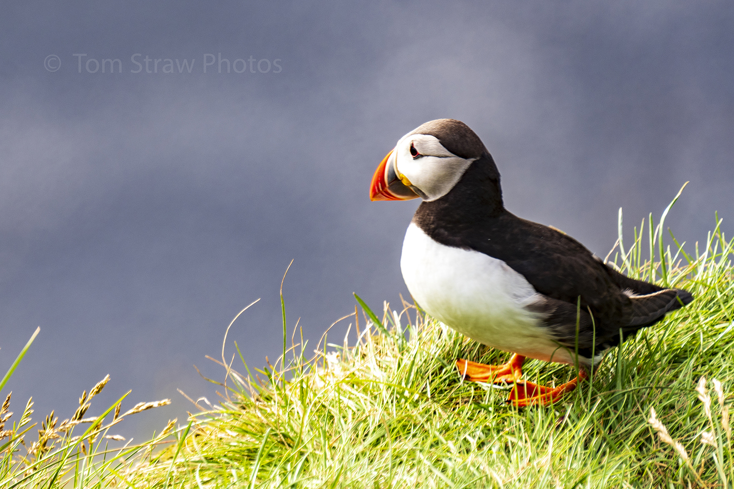 Puffin