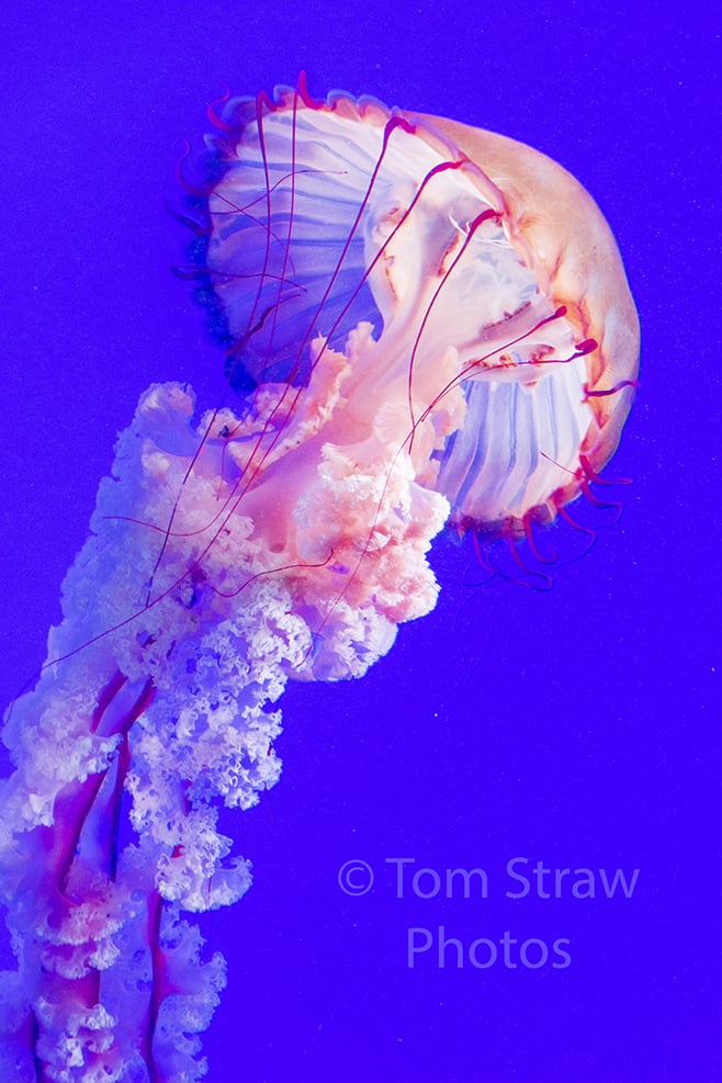 Jellyfish