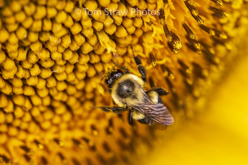 Bee