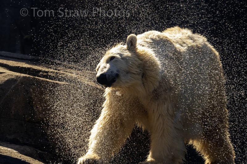Polar Bear