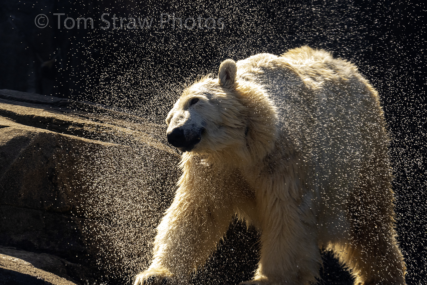 Polar Bear