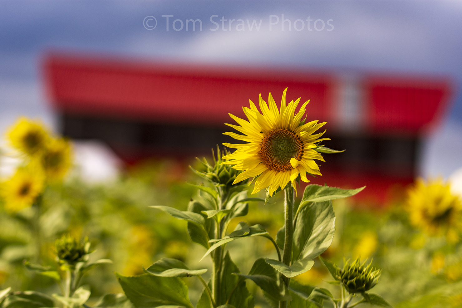Sunflower