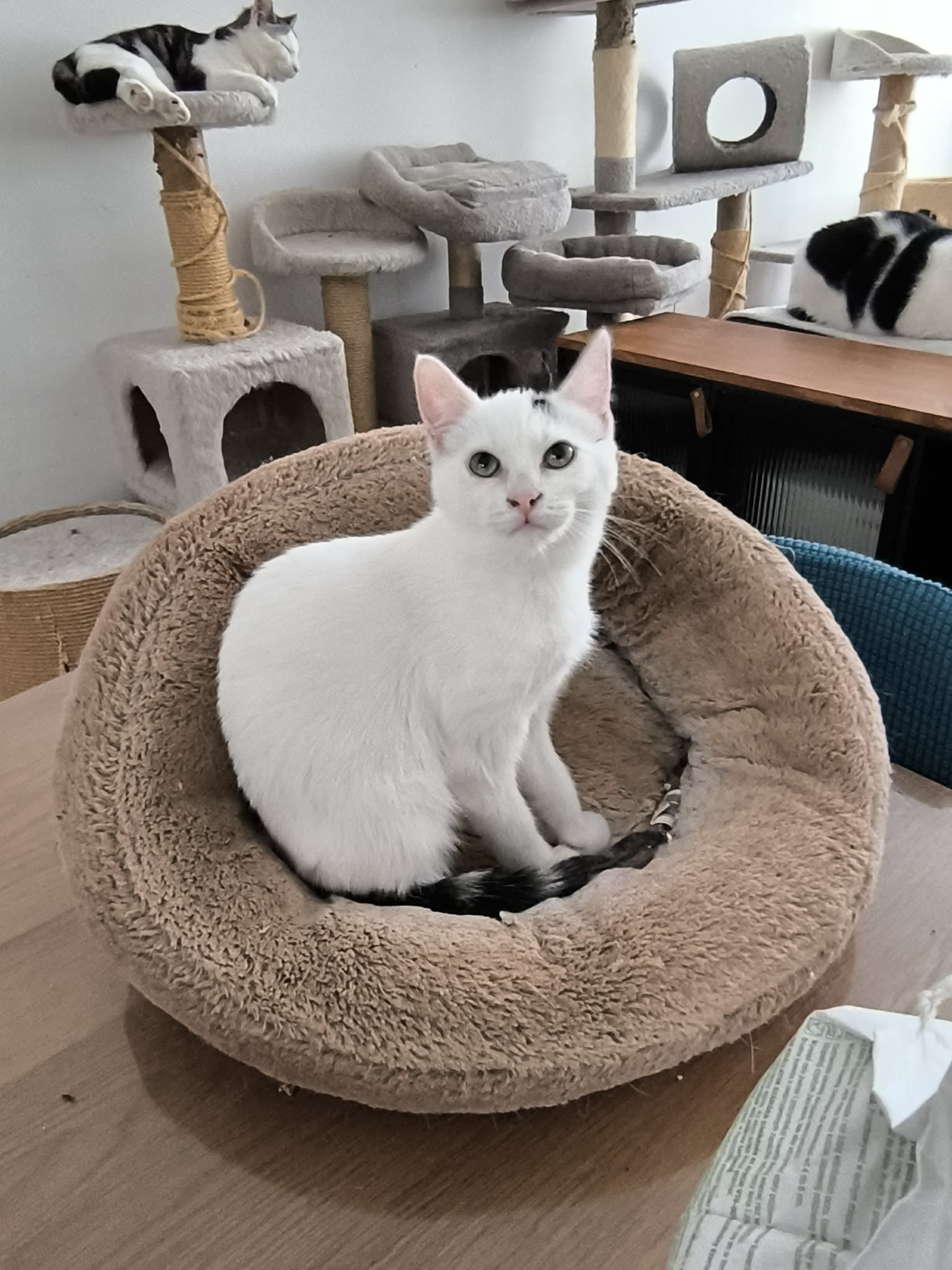 Mobirise Website Builder