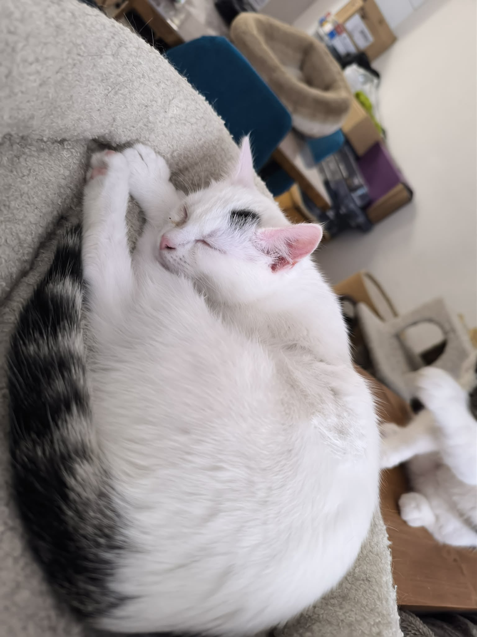 Mobirise Website Builder