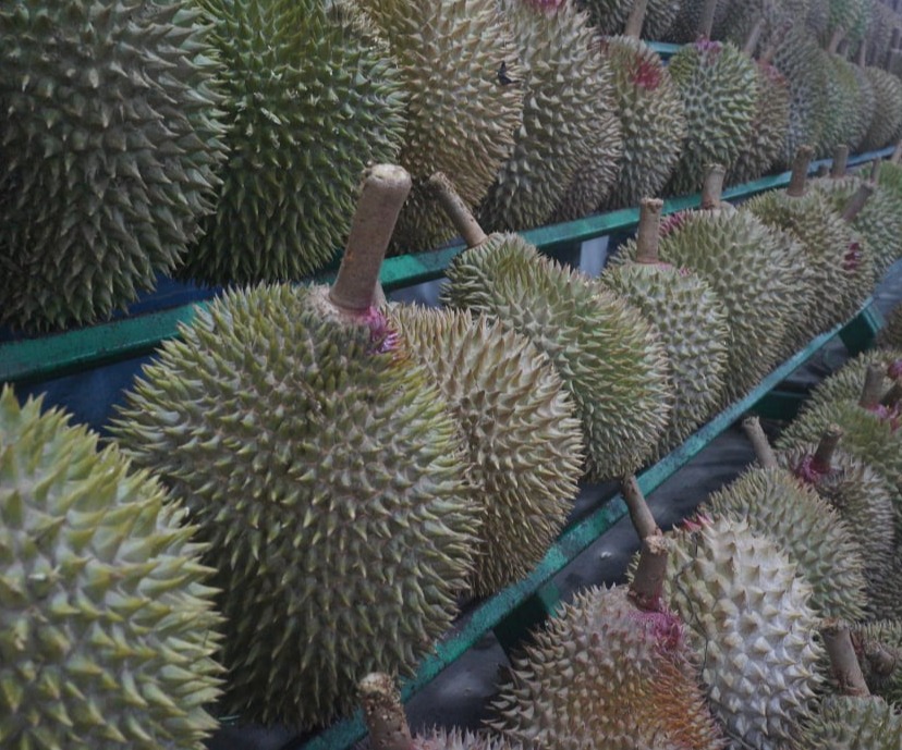 INDO DURIAN