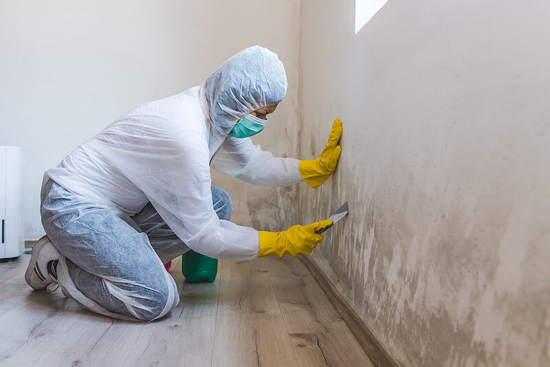 do you need mold removal services?