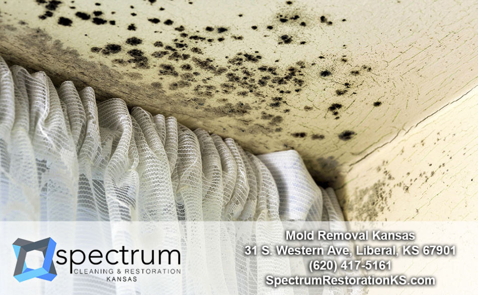 Mold Removal Services in Kansas