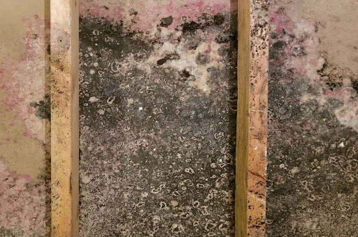 mold damage removal in Kansas