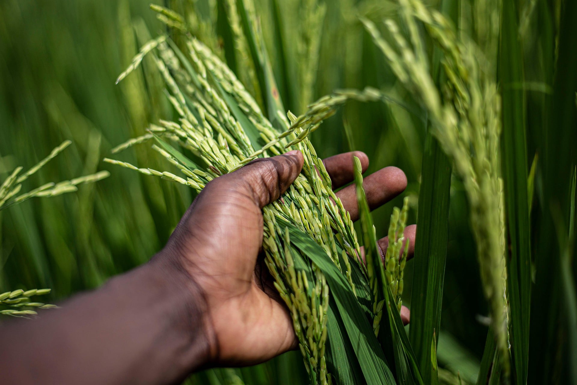 Cephas Golden Heritage Farm