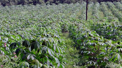 Cephas Golden heritage Farm