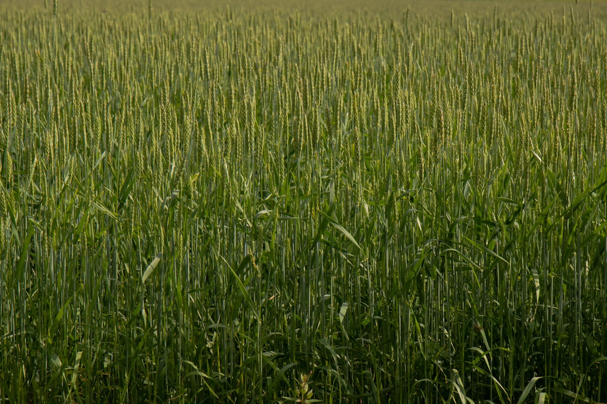 Cephas Golden Heritage Farm