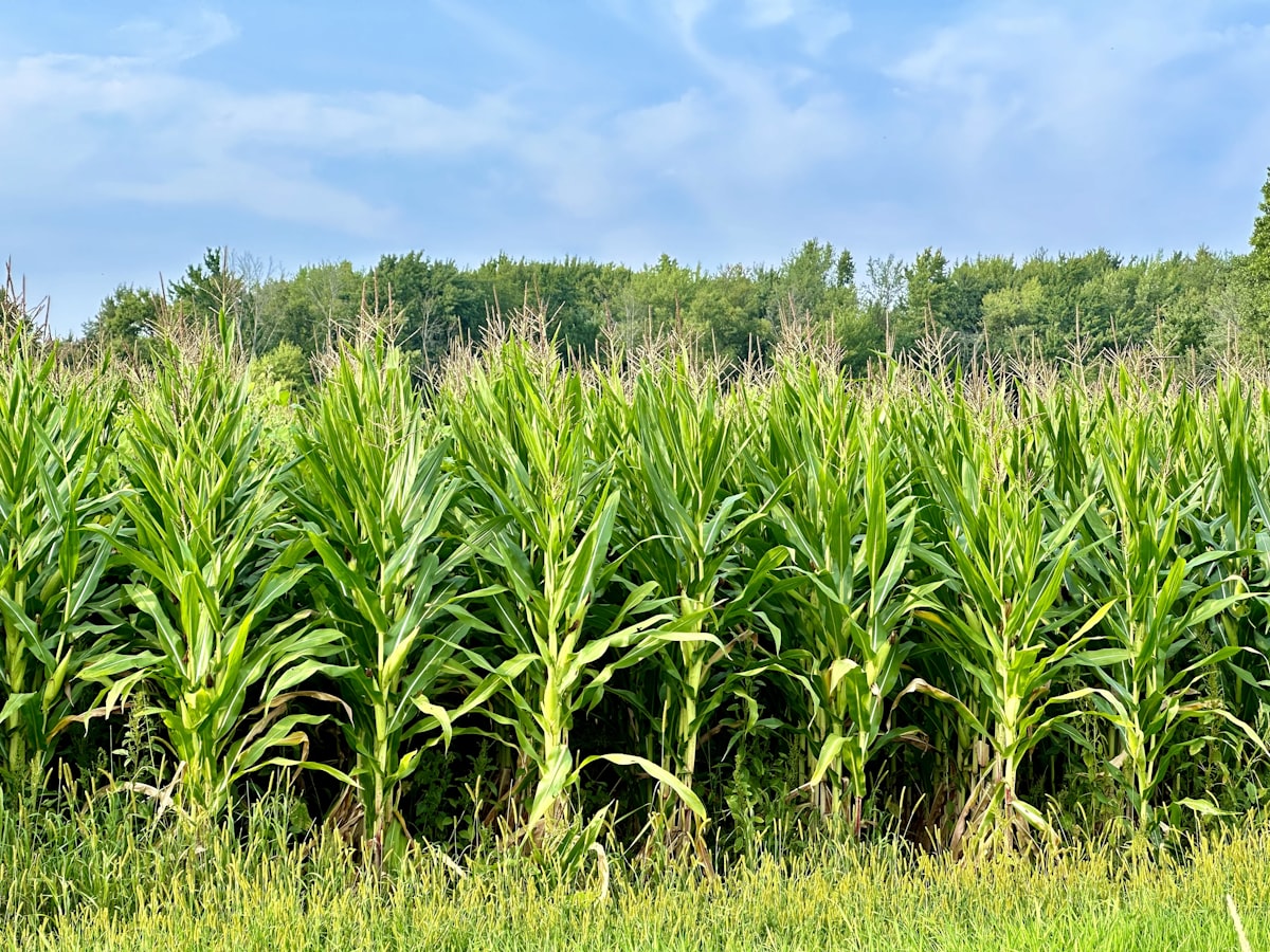 Cephas Golden Heritage farming