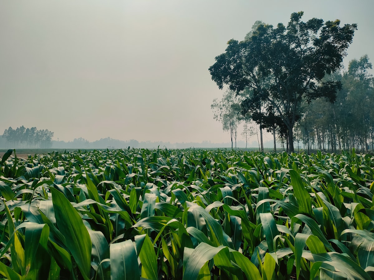 Cephas Golden Heritage Farm