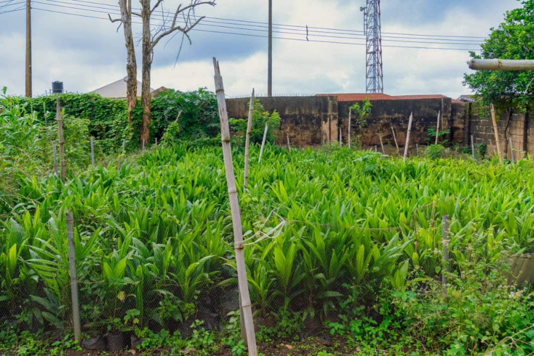 Cephas Golden Heritage farming