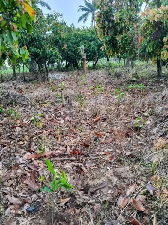 Cephas Golden Heritage farming