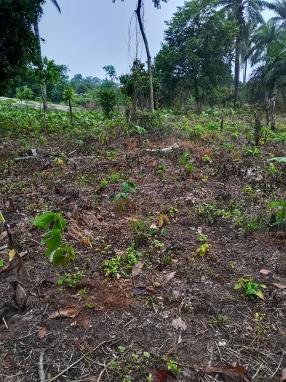 Cephas Golden Heritage Farming