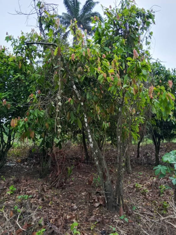 Cephas Golden Heritage farming