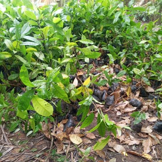 Cephas Golden Heritage farming