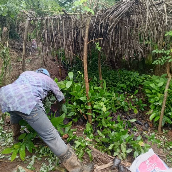 Cephas Golden Heritage worker