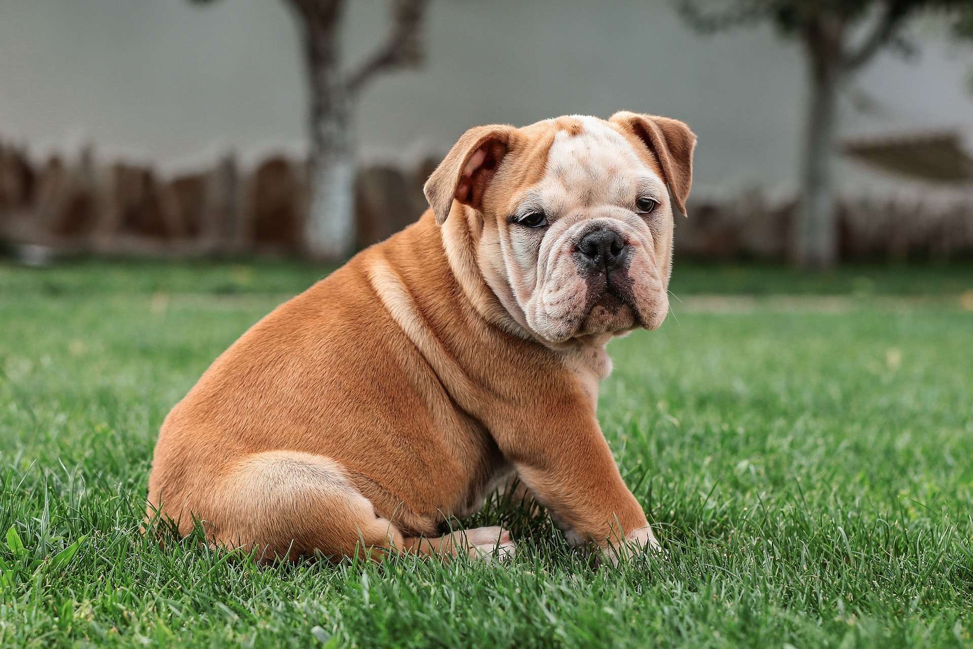 English Bulldog Puppy For Sale