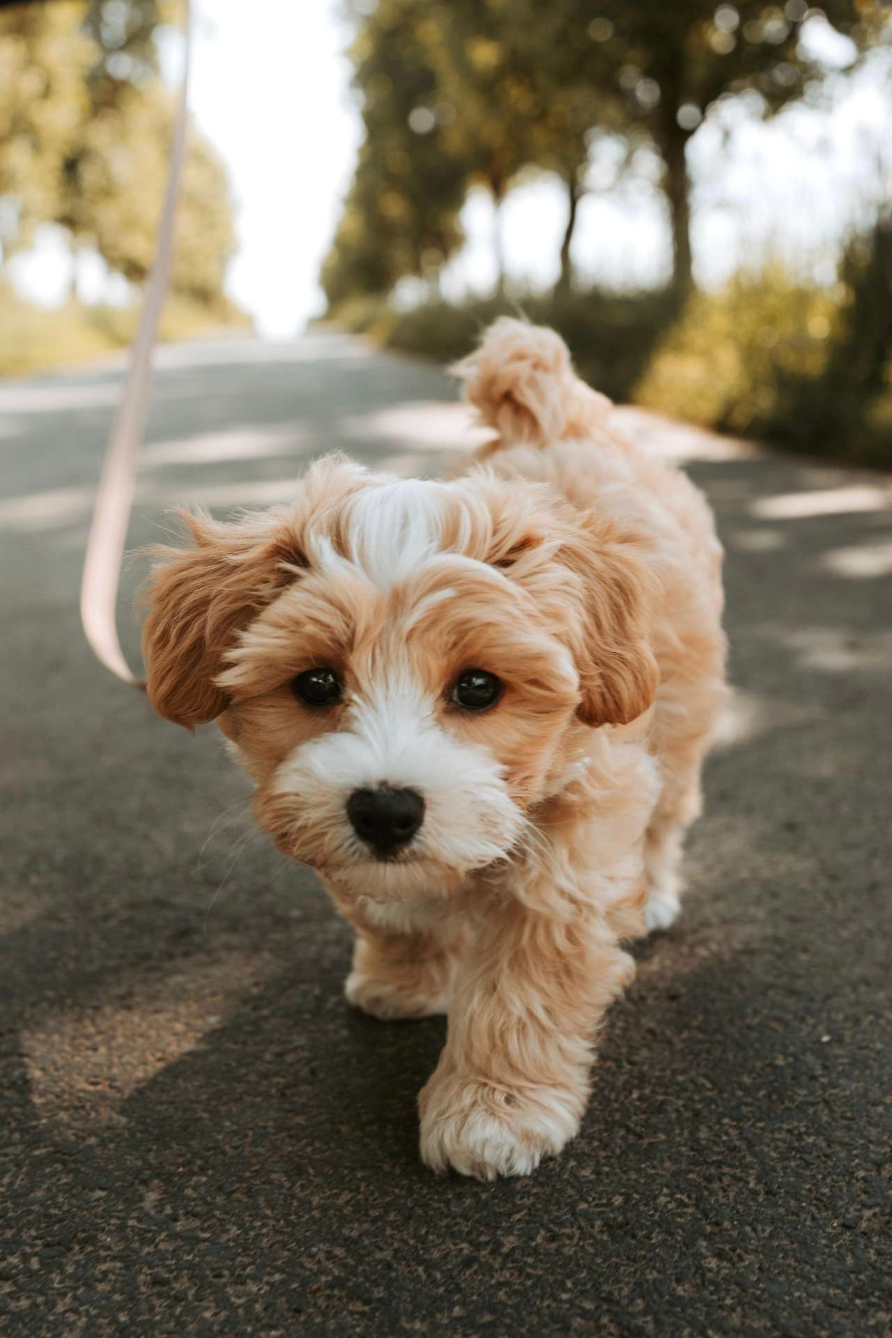 Cockapoo Puppy For Sale