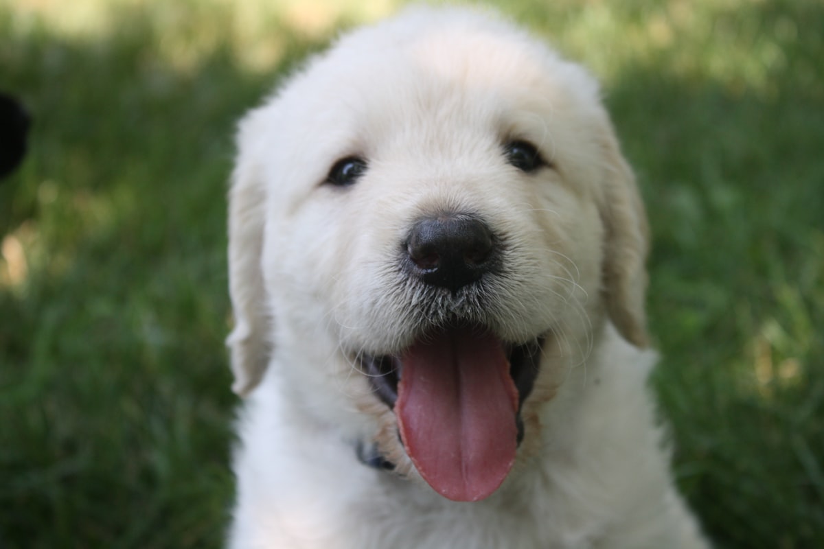 Golden Retriever Puppy For Sale