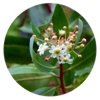 Catuaba Bark Extract