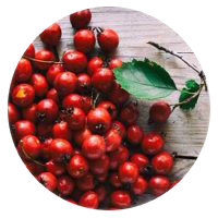 Hawthorn Berry
