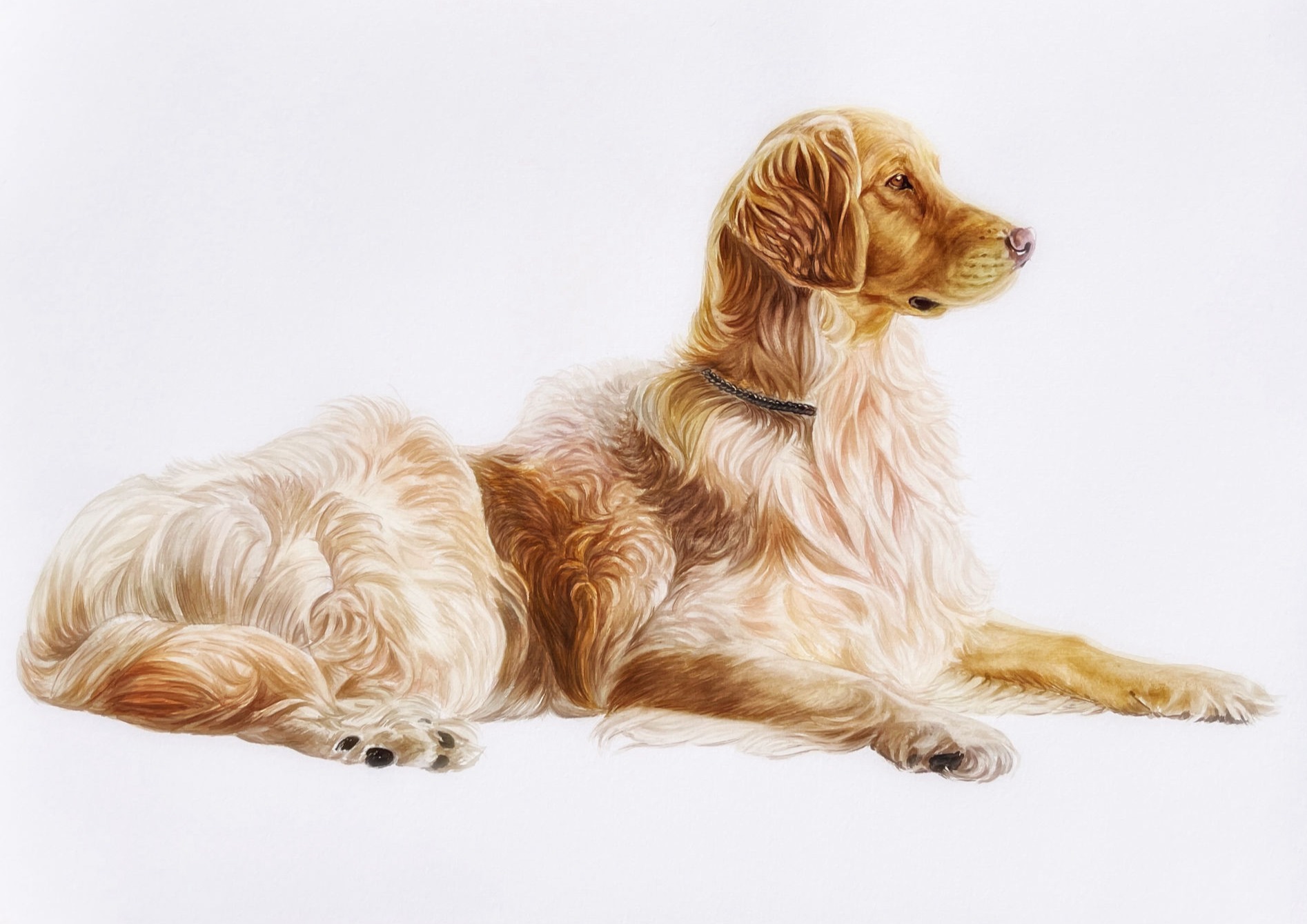 dog watercolor pet portrait golden retriever