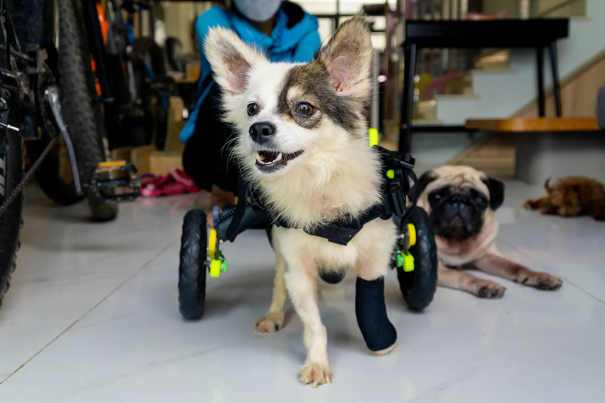 Mobirise Website Builder