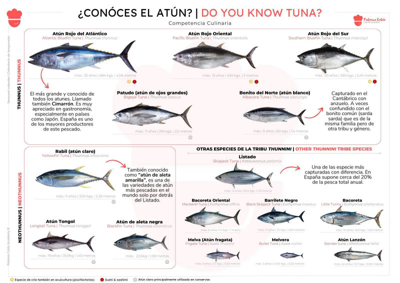 Infografía detallada sobre el atún (thunini)