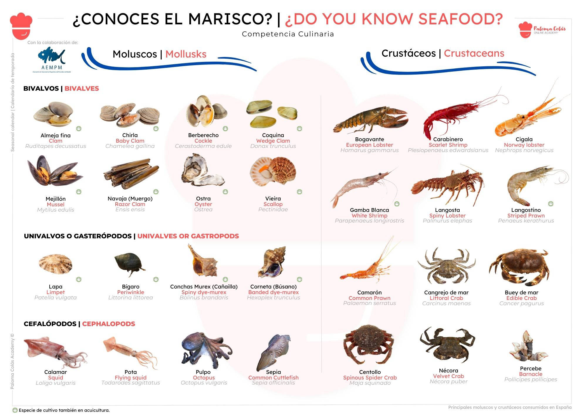 Infografía sobre el marisco (crustáceos y moluscos)