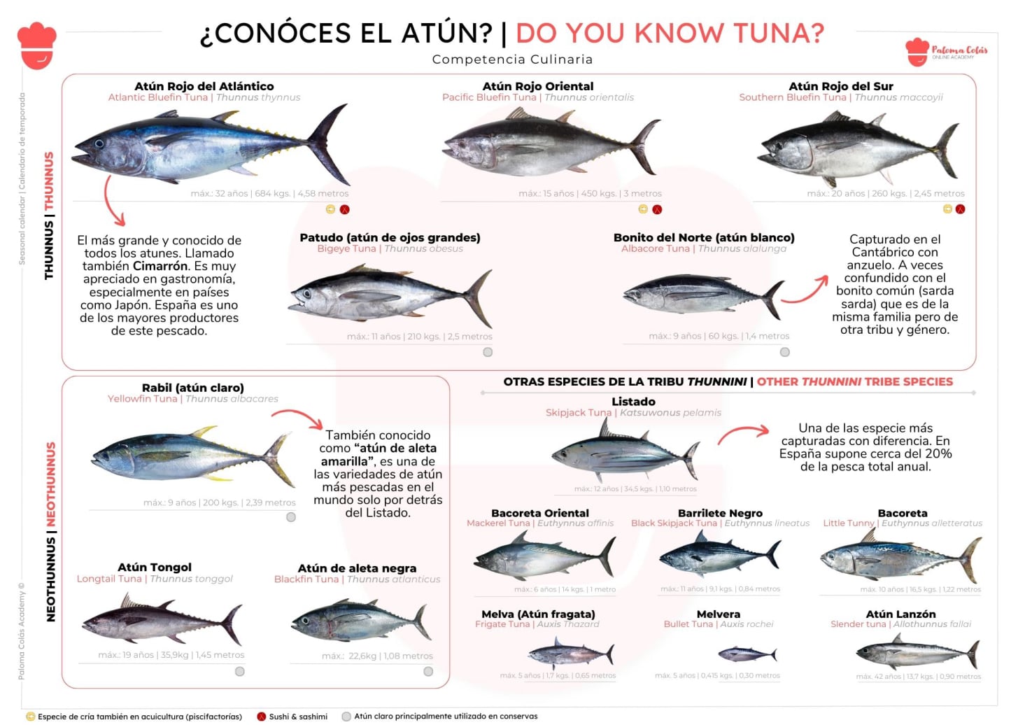 Tipos de Atún